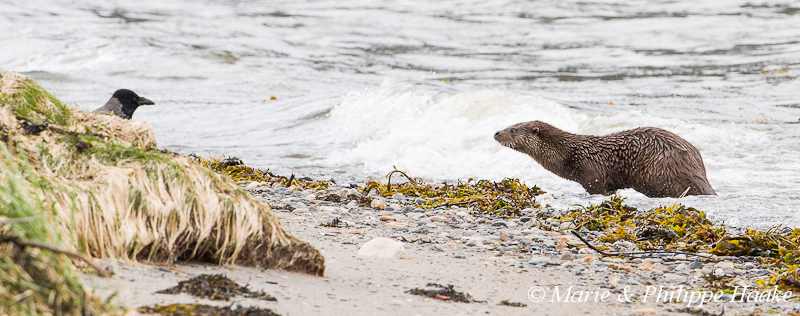 Loutre 8227.jpg - Fin du face à face entre une loutre et une corneille mantelée, qui a essayé d'intimider la loutre pour lui voler son poisson! Loutre d'Europe, Lutra Lutra (Storfjorden, Norvège, juin 2012)